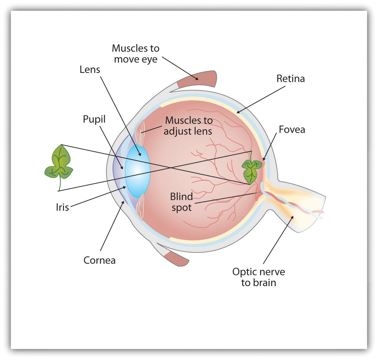 Eye Model from Introduction to Psychology by University of Minnesota